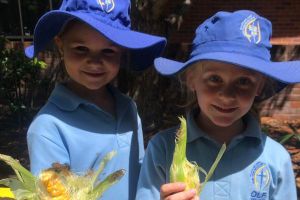 Our Lady of Fatima Primary School Caringbah- News- Vegetable Garden